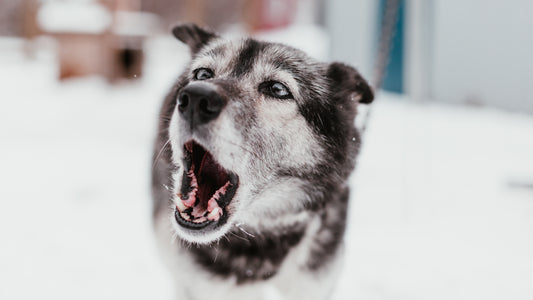 The spirit of Pawspective.